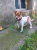 Zdjęcie №1. jack russell terrier - na sprzedaż w Helsinki | 1465zł | Zapowiedź №65404