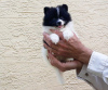 Zdjęcie №2 do zapowiedźy № 78218 na sprzedaż  pies nierasowy - wkupić się USA prywatne ogłoszenie
