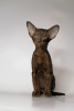 Zdjęcie №2 do zapowiedźy № 9731 na sprzedaż  kot orientalny - wkupić się Federacja Rosyjska od żłobka