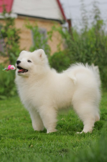 Zdjęcie №3. Samoyed Imperiya Sibiri Silvia Christelle. Federacja Rosyjska