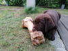 Dodatkowe zdjęcia: Labrador szczenięta czekoladowe, szczeniaki