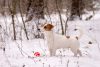 Zdjęcie №2 do zapowiedźy № 17624 na sprzedaż  jack russell terrier - wkupić się Białoruś od żłobka