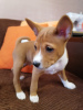 Zdjęcie №1. basenji - na sprzedaż w Browary | 4186zł | Zapowiedź №93597