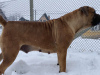 Dodatkowe zdjęcia: Mastif południowoafrykański Boerboel szczenięta