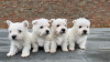 Dodatkowe zdjęcia: Szczenięta West Highland White Terrier