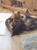 Dodatkowe zdjęcia: Śliczne szczenięta Yorkshire Terrier do adopcji