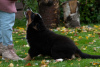 Dodatkowe zdjęcia: Szczeniaki Berneński Pies Pasterski