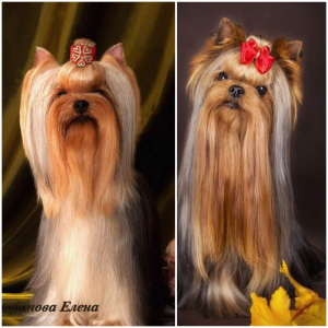 Dodatkowe zdjęcia: Szczenięta Yorkshire Terrier