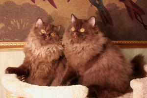 Zdjęcie №1. kot brytyjski długowłosy - na sprzedaż w Mińsk | 4593zł | Zapowiedź № 4807