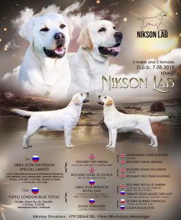 Zdjęcie №1. labrador retriever - na sprzedaż w Iżewsk | Negocjowane | Zapowiedź №3897