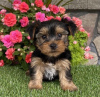 Zdjęcie №4. Sprzedam yorkshire terrier w Вашингтон. hodowca - cena - 1585zł