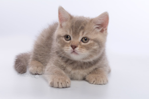 Dodatkowe zdjęcia: Kocięta brytyjskie - fioletowy chłopiec w cętki