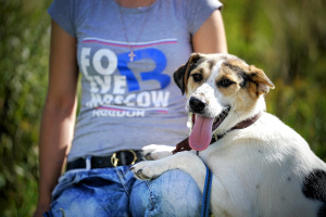 Zdjęcie №2 do zapowiedźy № 1201 na sprzedaż  pies nierasowy - wkupić się Federacja Rosyjska ze schronu