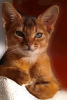 Zdjęcie №1. kot abisyński - na sprzedaż w Gomel | 2486zł | Zapowiedź № 8913
