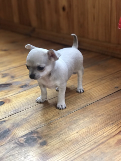Dodatkowe zdjęcia: Chihuahua chłopiec niebieski kolor