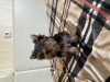 Zdjęcie №4. Sprzedam yorkshire terrier w Brest. prywatne ogłoszenie - cena - 1046zł