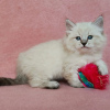 Zdjęcie №2 do zapowiedźy № 71722 na sprzedaż  kot syberyjski - wkupić się Australia prywatne ogłoszenie, hodowca