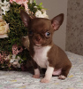 Dodatkowe zdjęcia: Chihuahua Chocolate Mini Boy