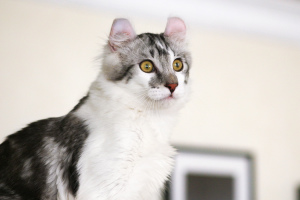 Zdjęcie №3. Kot z cudownymi uszami. Federacja Rosyjska