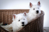 Zdjęcie №2 do zapowiedźy № 41876 na sprzedaż  west highland white terrier - wkupić się Federacja Rosyjska hodowca