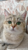 Zdjęcie №2 do zapowiedźy № 68629 na sprzedaż  kot brytyjski krótkowłosy - wkupić się Ukraina prywatne ogłoszenie
