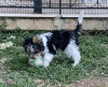 Zdjęcie №4. Sprzedam yorkshire terrier w Ioannina. hodowca - cena - 7953zł