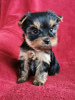 Zdjęcie №1. yorkshire terrier - na sprzedaż w Дортмунд | Bezpłatny | Zapowiedź №98237