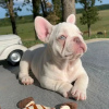 Dodatkowe zdjęcia: очаровательные щенки французского бульдога