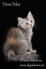 Zdjęcie №1. kot syberyjski - na sprzedaż w Petersburg | negocjowane | Zapowiedź № 68533
