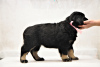 Dodatkowe zdjęcia: Rezerwacja szczeniąt Hotosho/Buryat dog