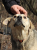 Zdjęcie №2 do zapowiedźy № 41162 na sprzedaż  pies nierasowy - wkupić się Federacja Rosyjska prywatne ogłoszenie