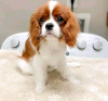 Zdjęcie №1. cavalier king charles spaniel - na sprzedaż w Helsinki | 1674zł | Zapowiedź №113000