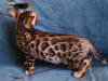 Zdjęcie №4. Sprzedam kot bengalski w Mińsk. prywatne ogłoszenie, od żłobka, hodowca - cena - 1795zł