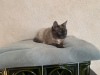 Zdjęcie №3. Bardzo piękna kotka Taya w prezencie. Białoruś