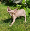 Zdjęcie №2 do zapowiedźy № 118430 na sprzedaż  devon rex - wkupić się Finlandia prywatne ogłoszenie, hodowca