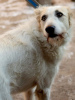 Dodatkowe zdjęcia: Absolutnie niesamowity pies Firefly szuka swojej rodziny!