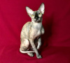 Zdjęcie №2 do zapowiedźy № 29564 na sprzedaż  kot doński sfinks - wkupić się Federacja Rosyjska od żłobka