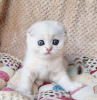 Zdjęcie №3. Продаются белые шотландские котята. USA