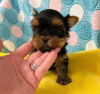 Zdjęcie №1. yorkshire terrier - na sprzedaż w Helsinki | negocjowane | Zapowiedź №43044