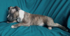 Zdjęcie №1. amerykański staffordshire terier - na sprzedaż w Lwów | 2616zł | Zapowiedź №33346