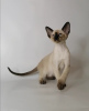 Zdjęcie №2 do zapowiedźy № 9732 na sprzedaż  kot orientalny - wkupić się Federacja Rosyjska od żłobka