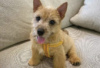 Zdjęcie №2 do zapowiedźy № 126984 na sprzedaż  norwich terrier - wkupić się Niemcy prywatne ogłoszenie