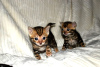 Dodatkowe zdjęcia: Bengal Cats-Kätzchen sind jetzt zur Adopcja verfügbar
