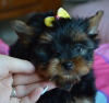 Zdjęcie №2 do zapowiedźy № 56033 na sprzedaż  yorkshire terrier - wkupić się Polska hodowca