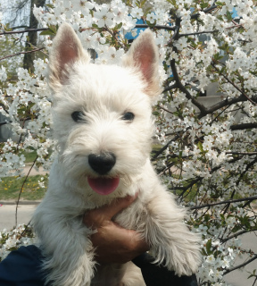 Zdjęcie №3. Szczenięta West Highland White Terrier. Dziewczyna Przedszkole KSU. Ukraina