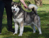 Zdjęcie №3. Szczenięta Alaskan Malamute. Serbia