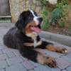 Zdjęcie №1. berneński pies pasterski - na sprzedaż w Trieste | 5053zł | Zapowiedź №20675