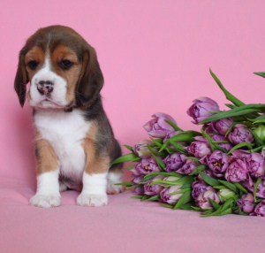 Zdjęcie №4. Sprzedam beagle (rasa psa) w Petersburg. od żłobka - cena - 3025zł