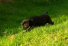 Zdjęcie №2 do zapowiedźy № 123394 na sprzedaż  labrador retriever - wkupić się Serbia 