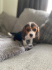 Zdjęcie №2 do zapowiedźy № 8169 na sprzedaż  beagle (rasa psa) - wkupić się Niemcy od żłobka